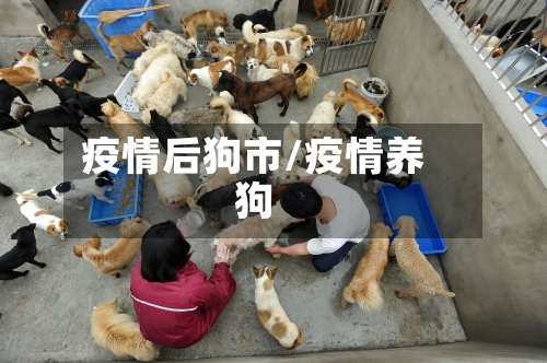 疫情后狗市/疫情养狗-第2张图片