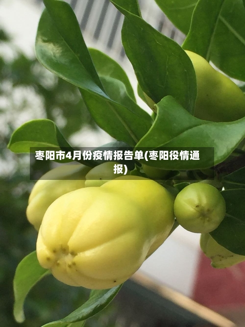 枣阳市4月份疫情报告单(枣阳役情通报)-第1张图片