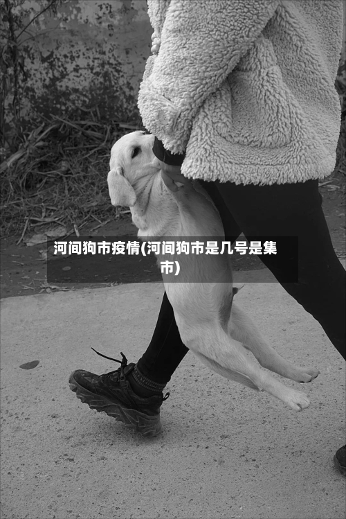 河间狗市疫情(河间狗市是几号是集市)-第1张图片