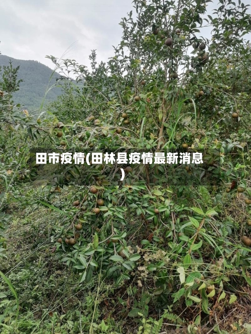 田市疫情(田林县疫情最新消息)-第1张图片