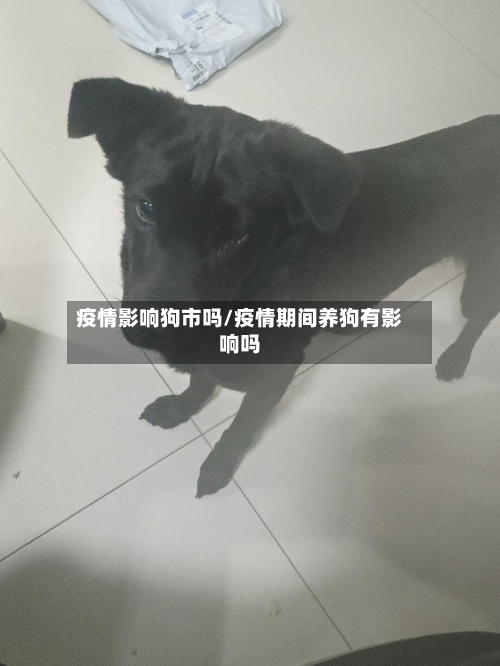 疫情影响狗市吗/疫情期间养狗有影响吗-第2张图片