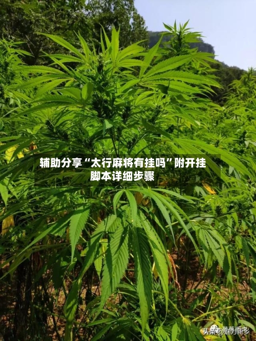 辅助分享“太行麻将有挂吗”附开挂脚本详细步骤-第3张图片